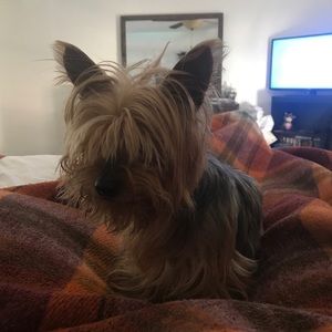 Meet your Posher, Samuel